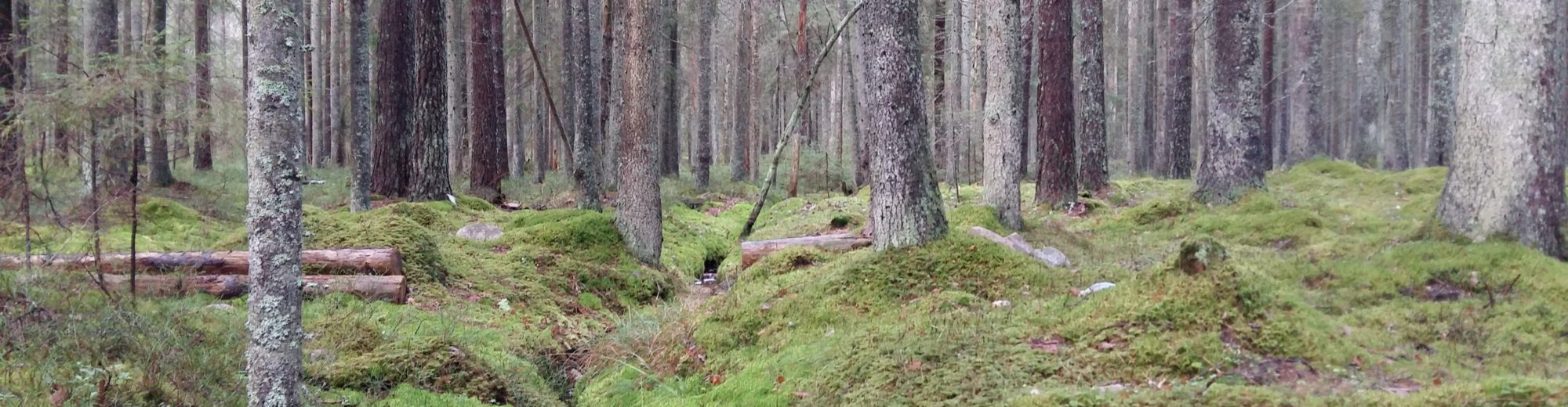 Skogspodden – en podd om skogbruk